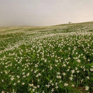 Spring meadow laptop wallpaper