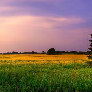 Spring meadow laptop wallpaper