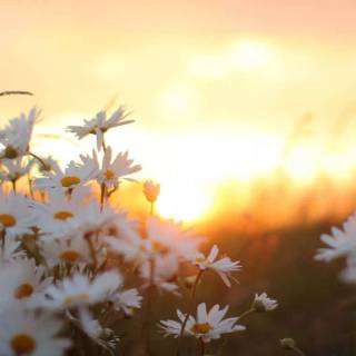 Spring meadow laptop wallpaper