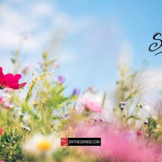 Spring meadow laptop wallpaper