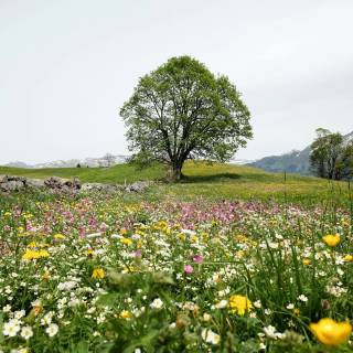Spring meadow laptop wallpaper