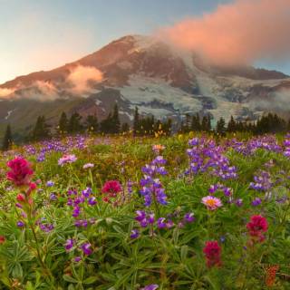 Spring meadow laptop wallpaper