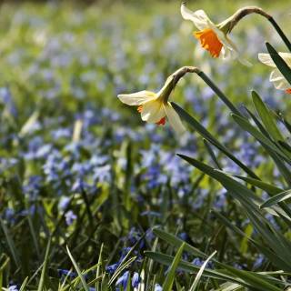 Spring meadow laptop wallpaper