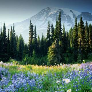 Spring meadow laptop wallpaper