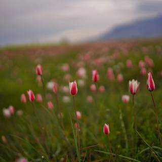 Spring meadow laptop wallpaper