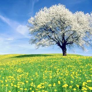Spring meadow laptop wallpaper