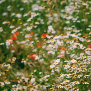 Spring meadow laptop wallpaper