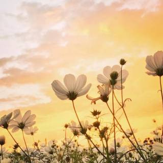 Spring meadow laptop wallpaper