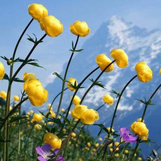 Spring meadow laptop wallpaper