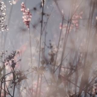 Spring meadow laptop wallpaper