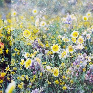 Spring meadow laptop wallpaper