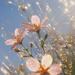 Spring photography wallpaper