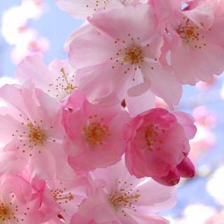 Cute spring PC wallpaper