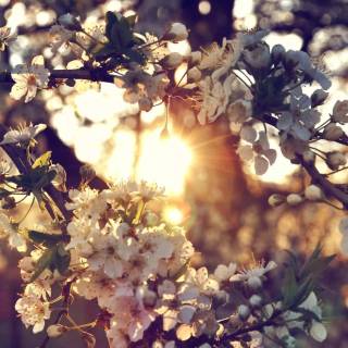 Cute spring PC wallpaper