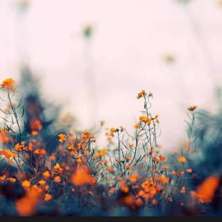 Yellow spring collage laptop wallpaper