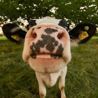 Cows cute wallpaper