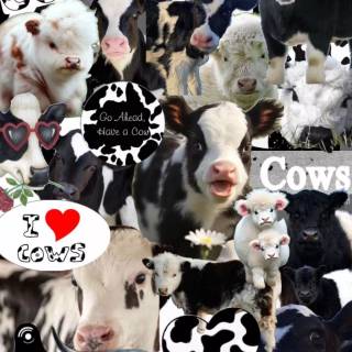 Cows cute wallpaper