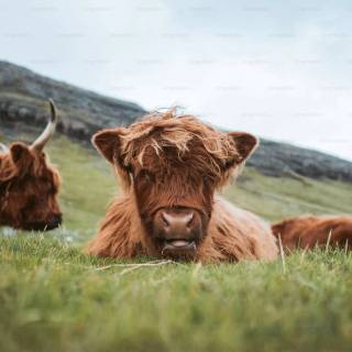 Cows cute wallpaper