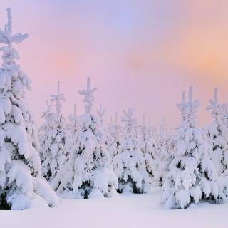 Girly winter desktop wallpaper