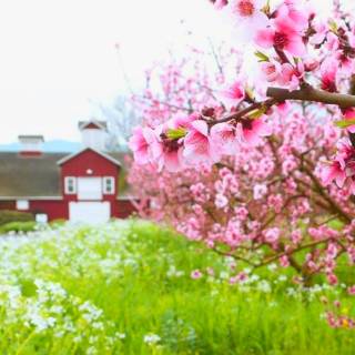 Napa spring wallpaper