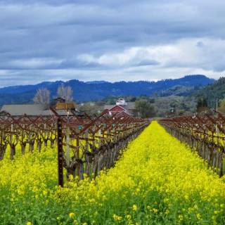 Napa spring wallpaper