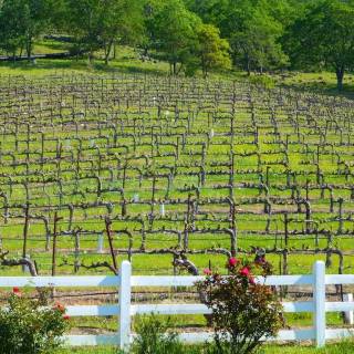 Napa spring wallpaper