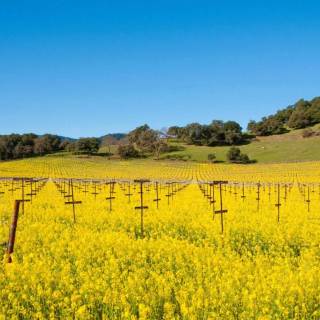 Napa spring wallpaper