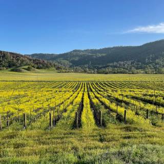 Napa spring wallpaper