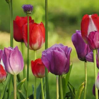 Napa spring wallpaper