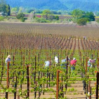 Napa spring wallpaper