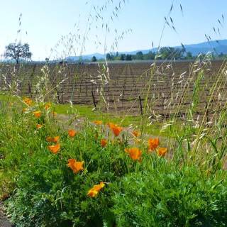 Napa spring wallpaper