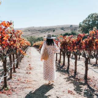 Napa spring wallpaper