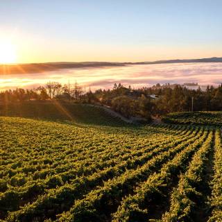 Napa spring wallpaper