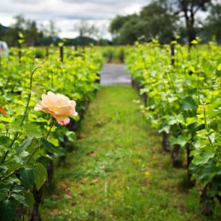 Napa spring wallpaper