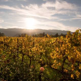 Napa spring wallpaper