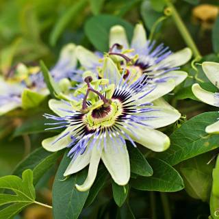 Napa spring wallpaper