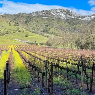 Napa spring wallpaper