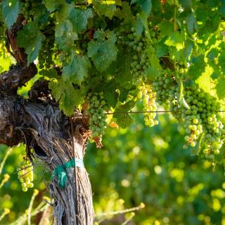 Napa spring wallpaper