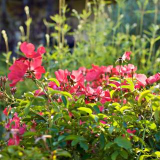 Napa spring wallpaper