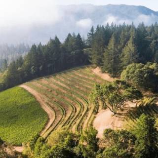 Napa spring wallpaper