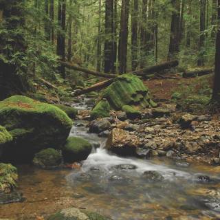 Napa spring wallpaper