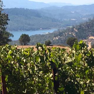 Napa spring wallpaper