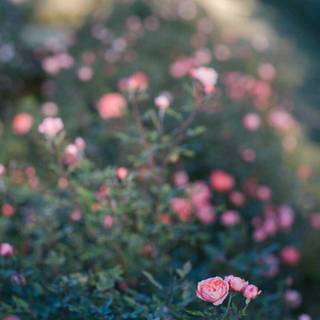 Napa spring wallpaper