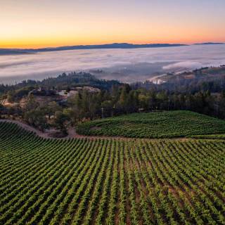 Napa spring wallpaper