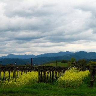Napa spring wallpaper