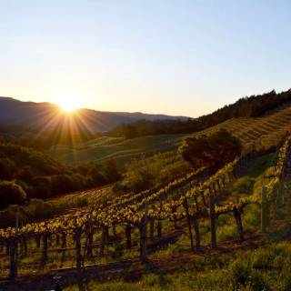 Napa spring wallpaper