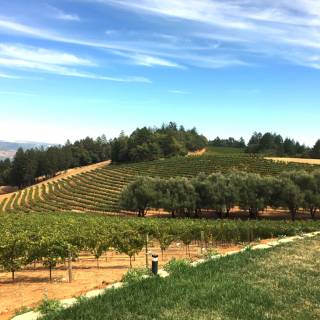 Napa spring wallpaper