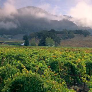 Napa spring wallpaper