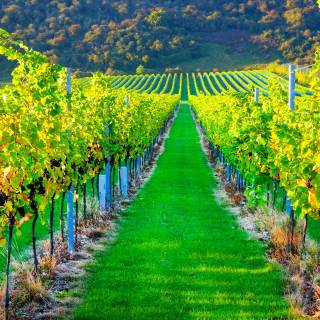 Napa spring wallpaper