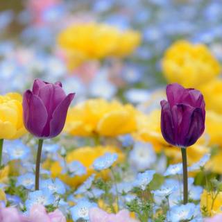 Spring blue purple yellow wallpaper